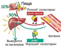 Как снизить уровень холестерина в крови