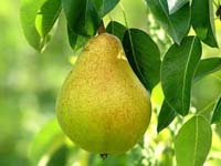 Груша полезные свойства груши