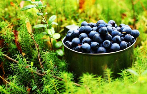 Черника фото