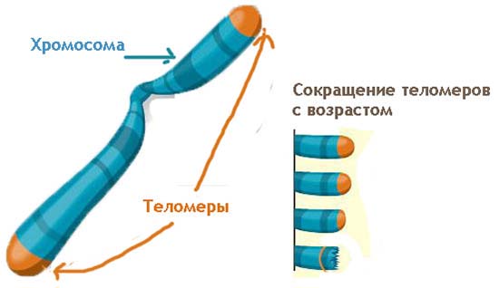 Одна из основных теорий старения организма человека предел Хейфлика